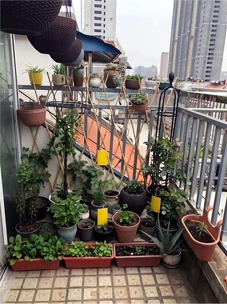 Traps For Flying Plant Insect Such As Fungus Gnats, Whiteflies, Aphids, Leafminers